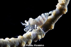 shrimp with eggs,nikond2x 60mm macro by Puddu Massimo 